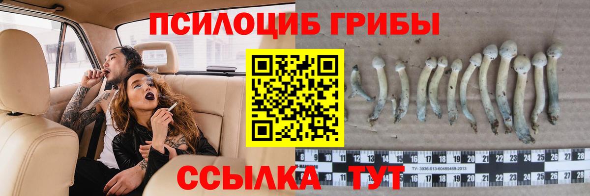 Псилоцибиновые грибы мицелий Горно-Алтайск